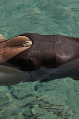 A close up shot of the ribbed texture of Pantai one piece swimsuit in chocolate