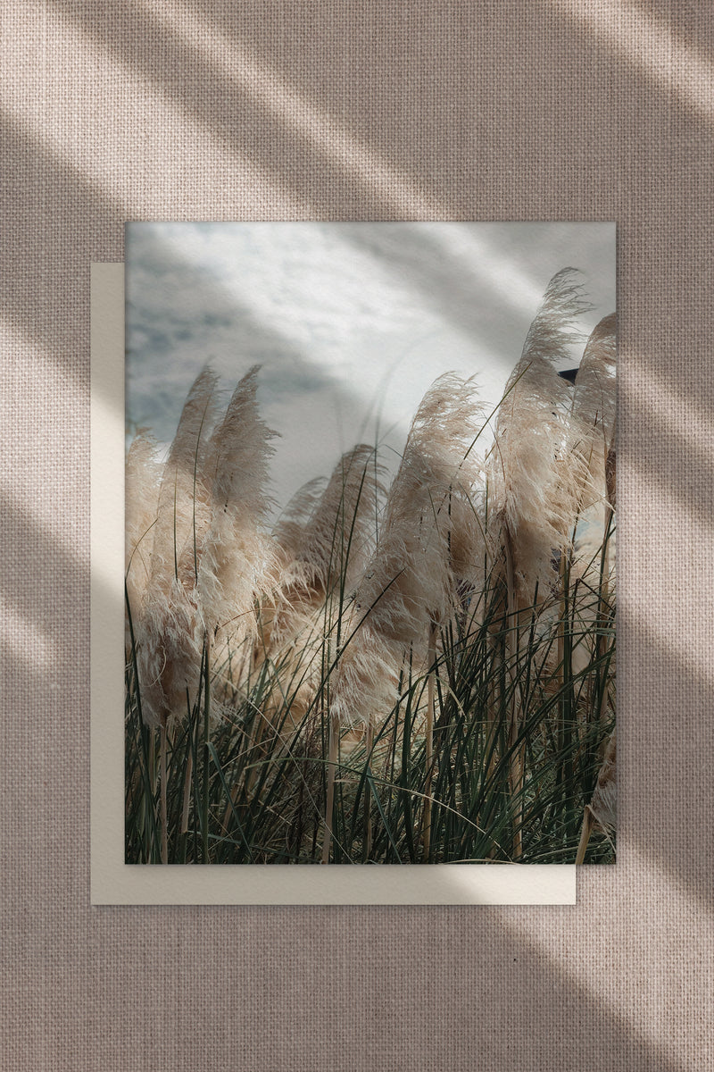 Pampas greeting card by Cove